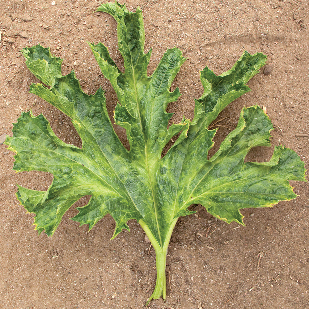 yellow squash diseases