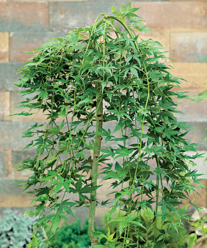 Plants With FourSeason Interest Fine Gardening