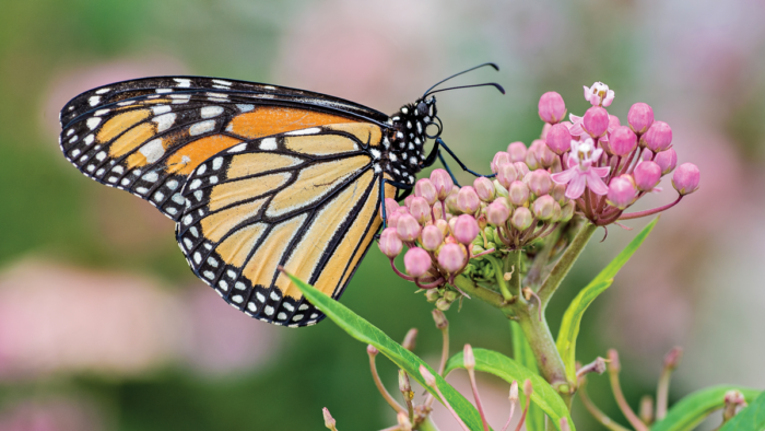 Grow Native Milkweeds to Bring Pollinators to Your Garden - Fine Gardening