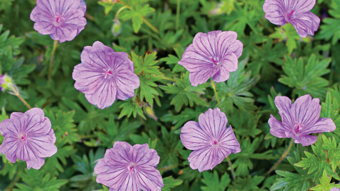 Geranium ‘Blushing Turtle’