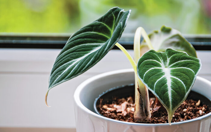 growing alocasia indoors