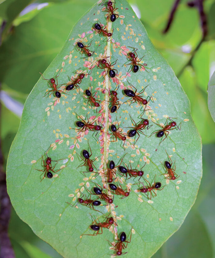 carpenter ants protecting tuliptree scale insects