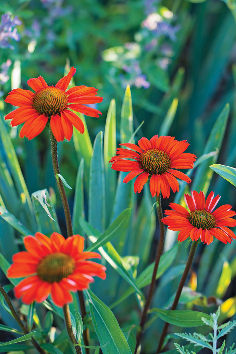 12 Top Midwest Perennial Flowers