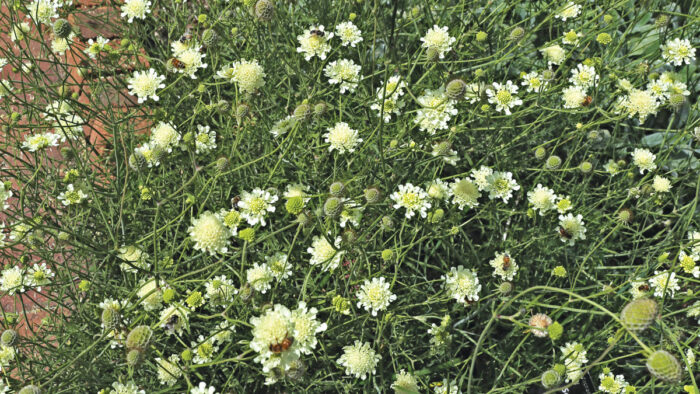 Scabiosa ochroleuca