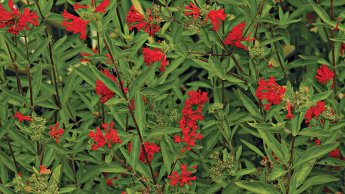 Firecracker bush