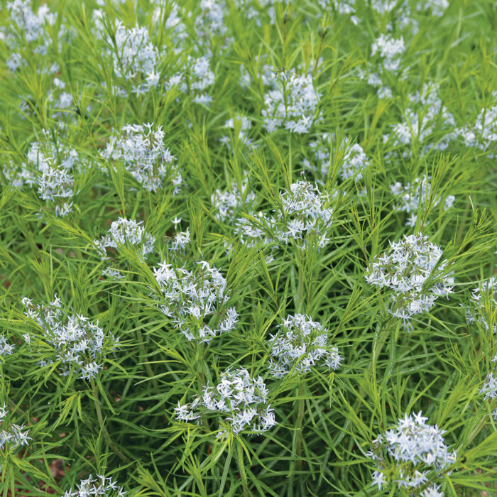 Bluestar (Amsonia spp. and cvs., Zones 3–9)