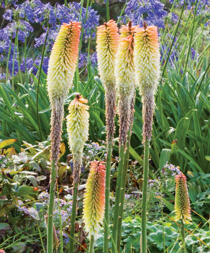 Perennial Rebloomers for the Northwest - Fine Gardening