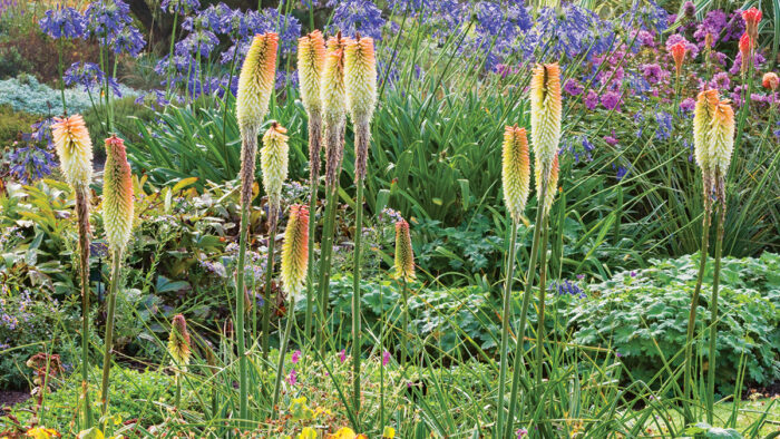 Toffee Nosed Red Hot Poker