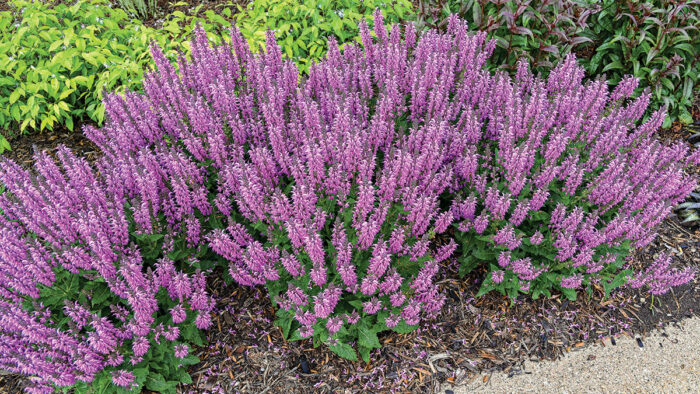 Back to the Fuchsia Salvia