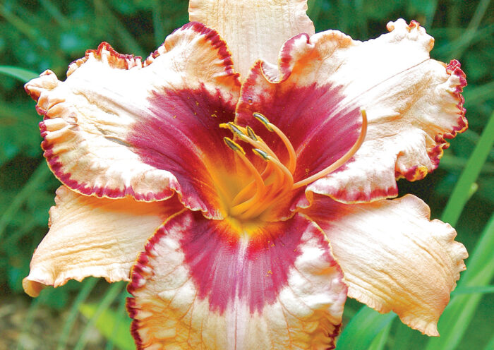 Antique Linen Daylily