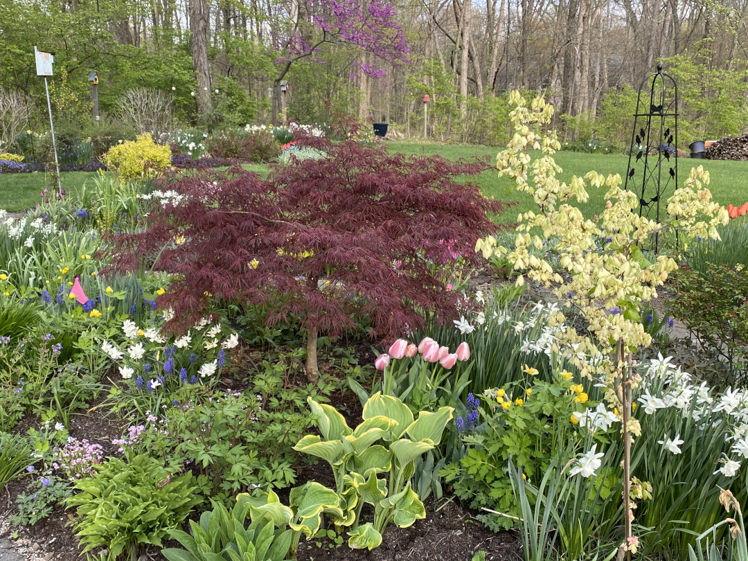 japanese maple surrounded by spring bulbs