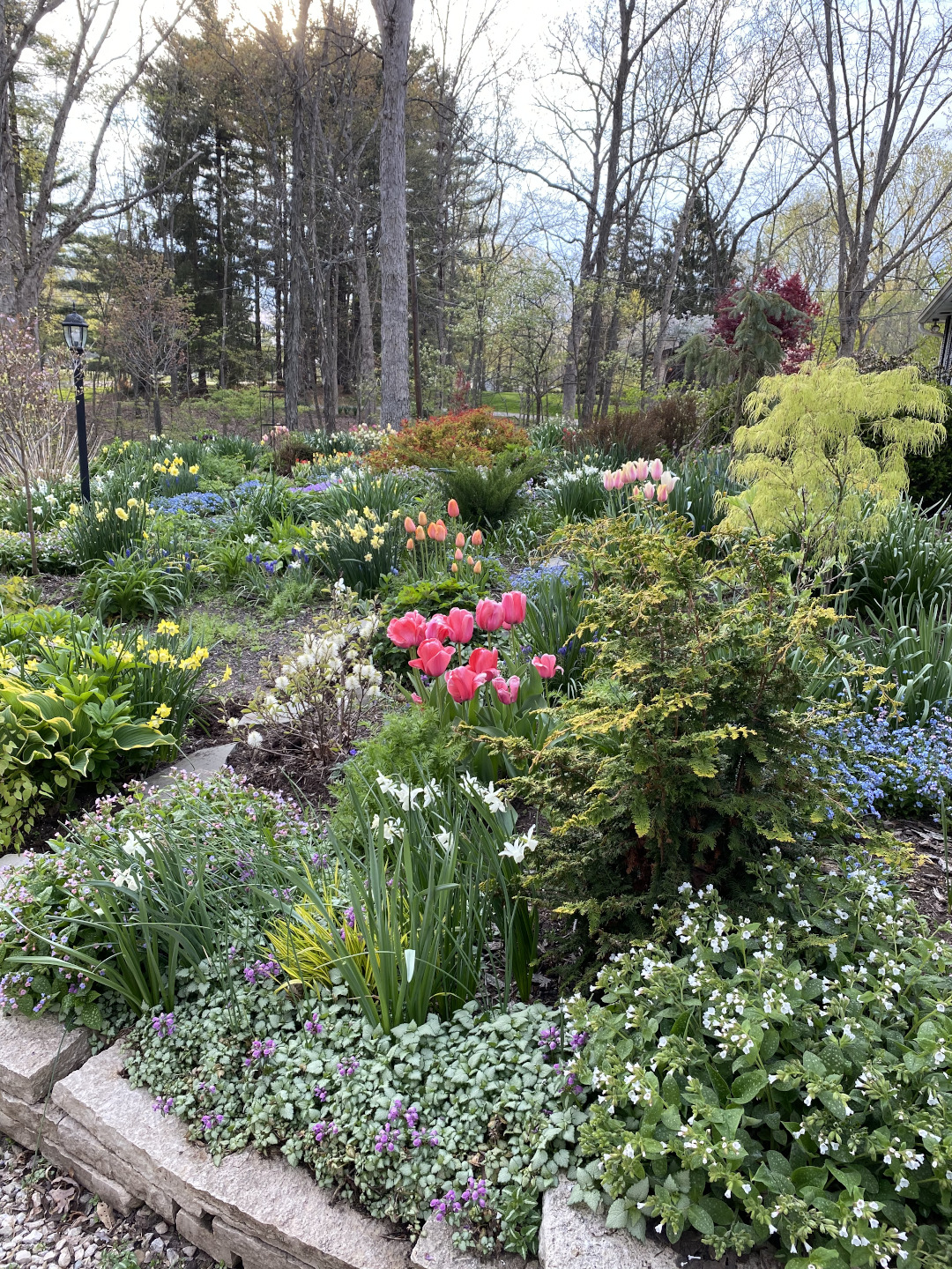 spring garden bed with lots of perennials