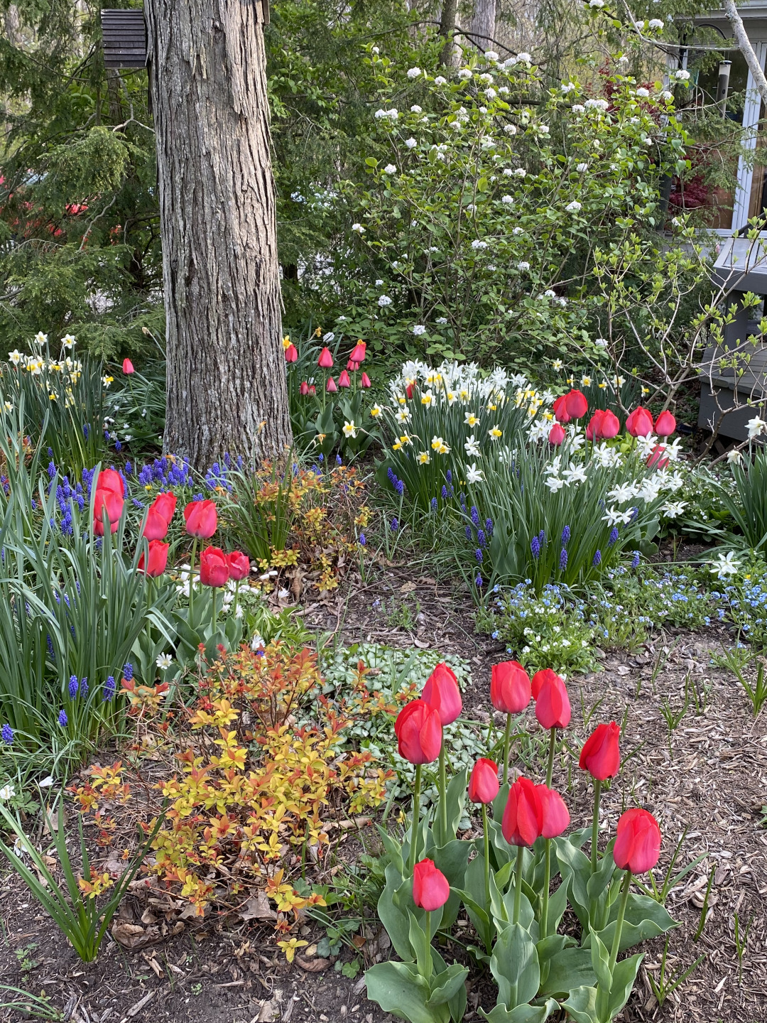 spring bulbs with Spirea japonica