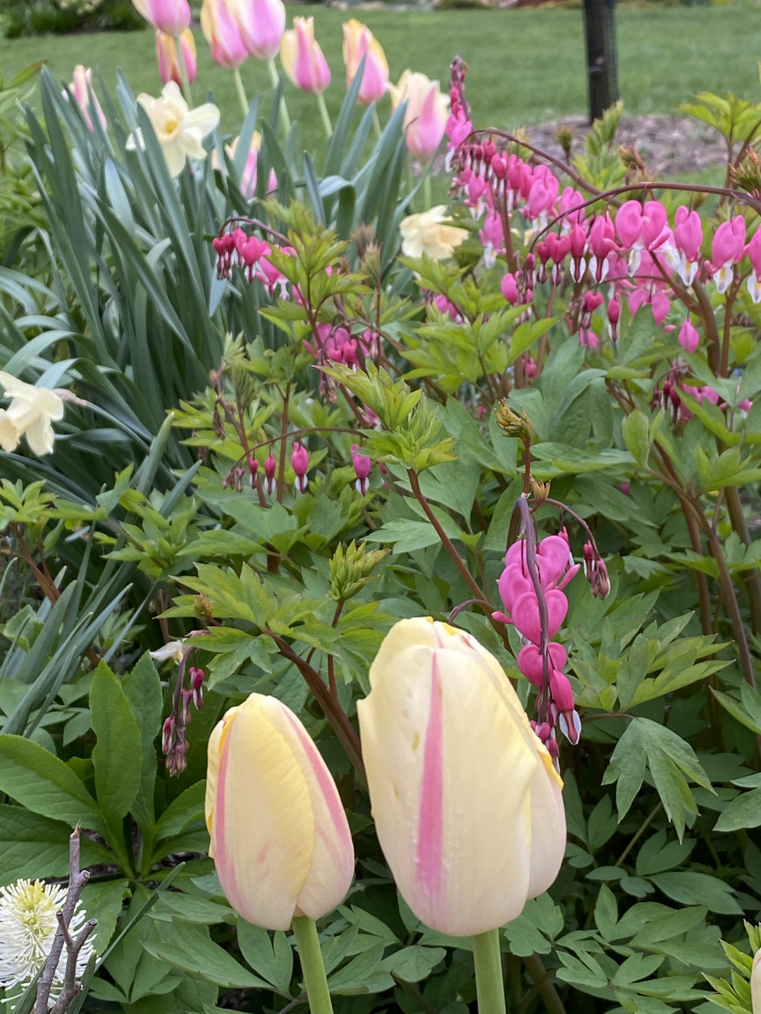 tulips with bleeding heart