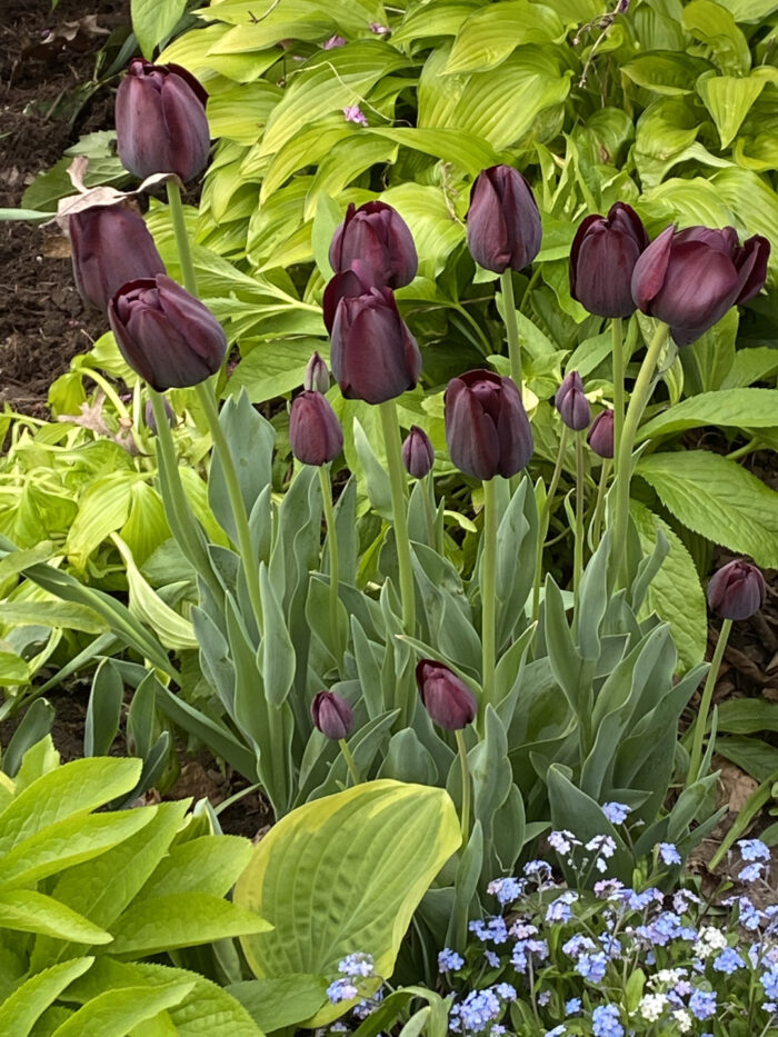 deep purple tulips