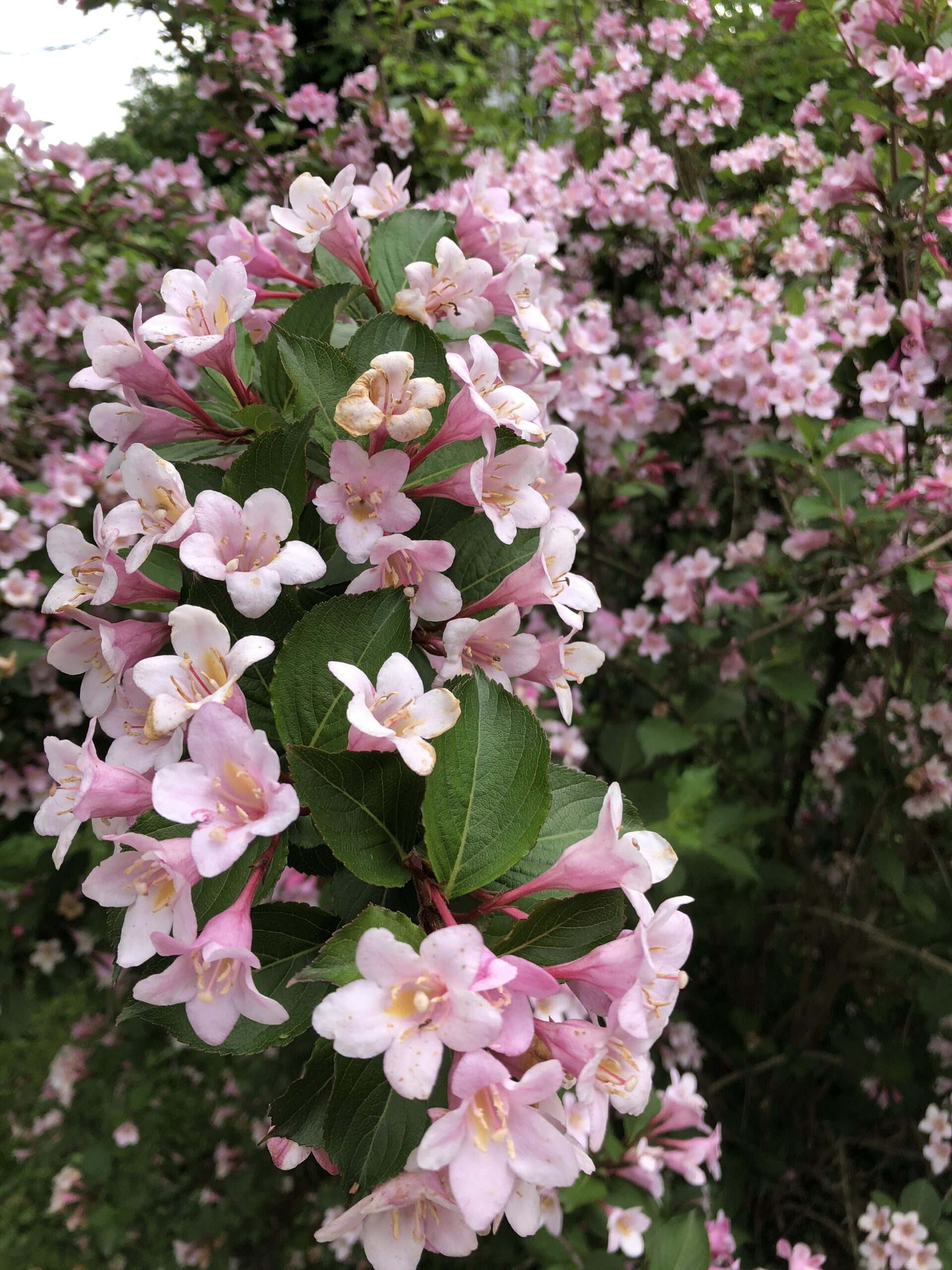 Pink weigela in flower