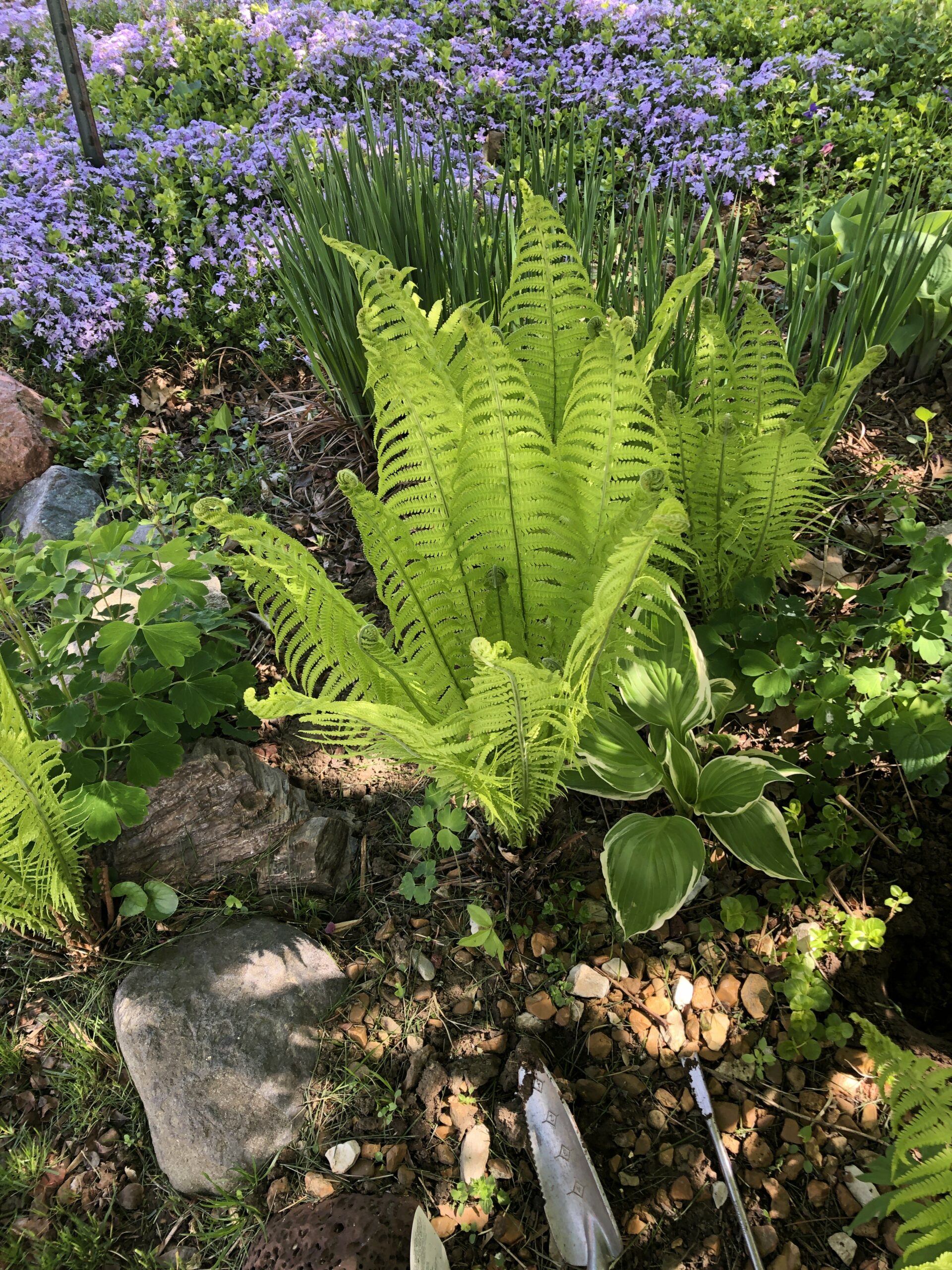 Ostrich ferns with purple flowers behind