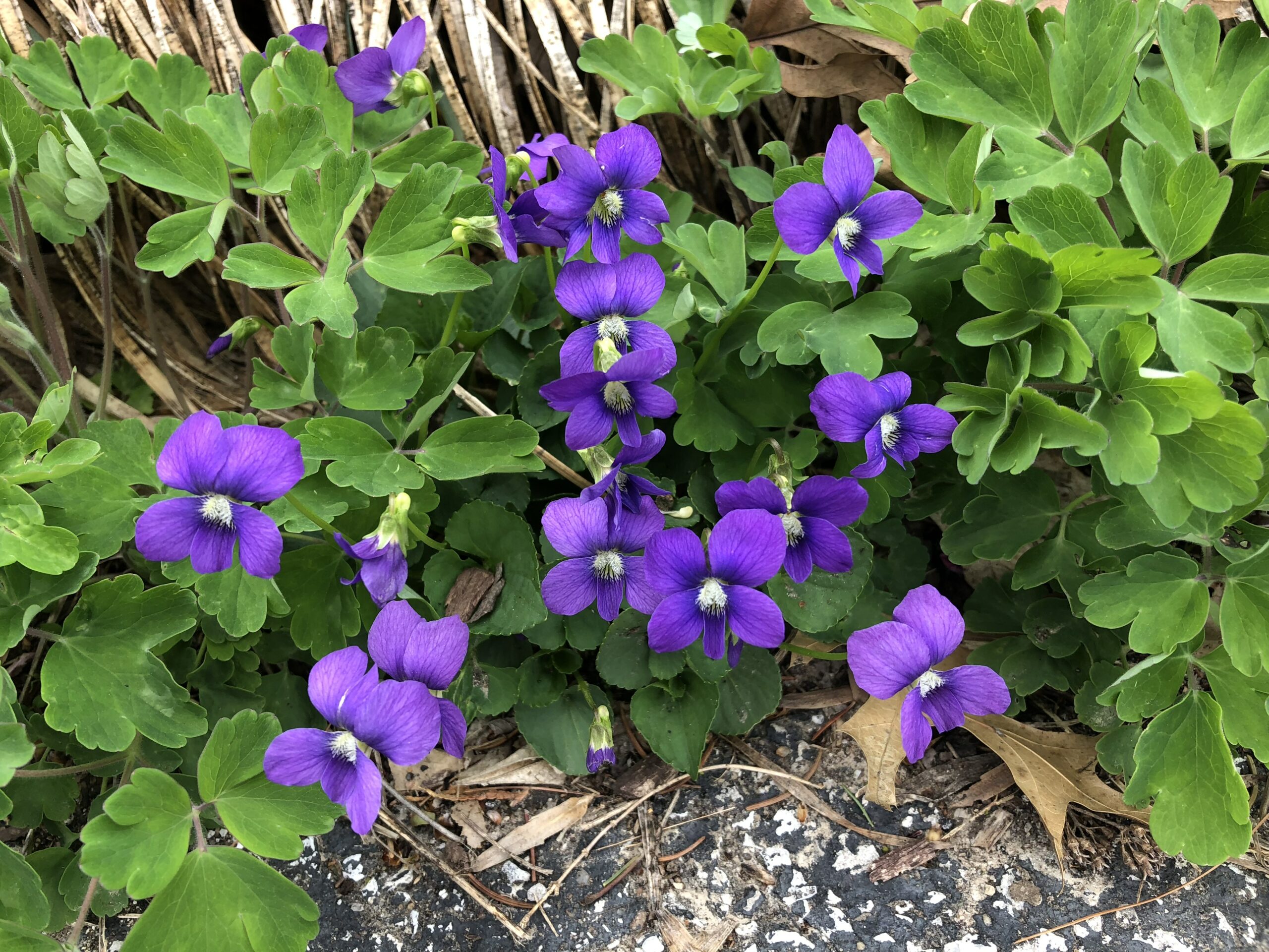 Common blue violet