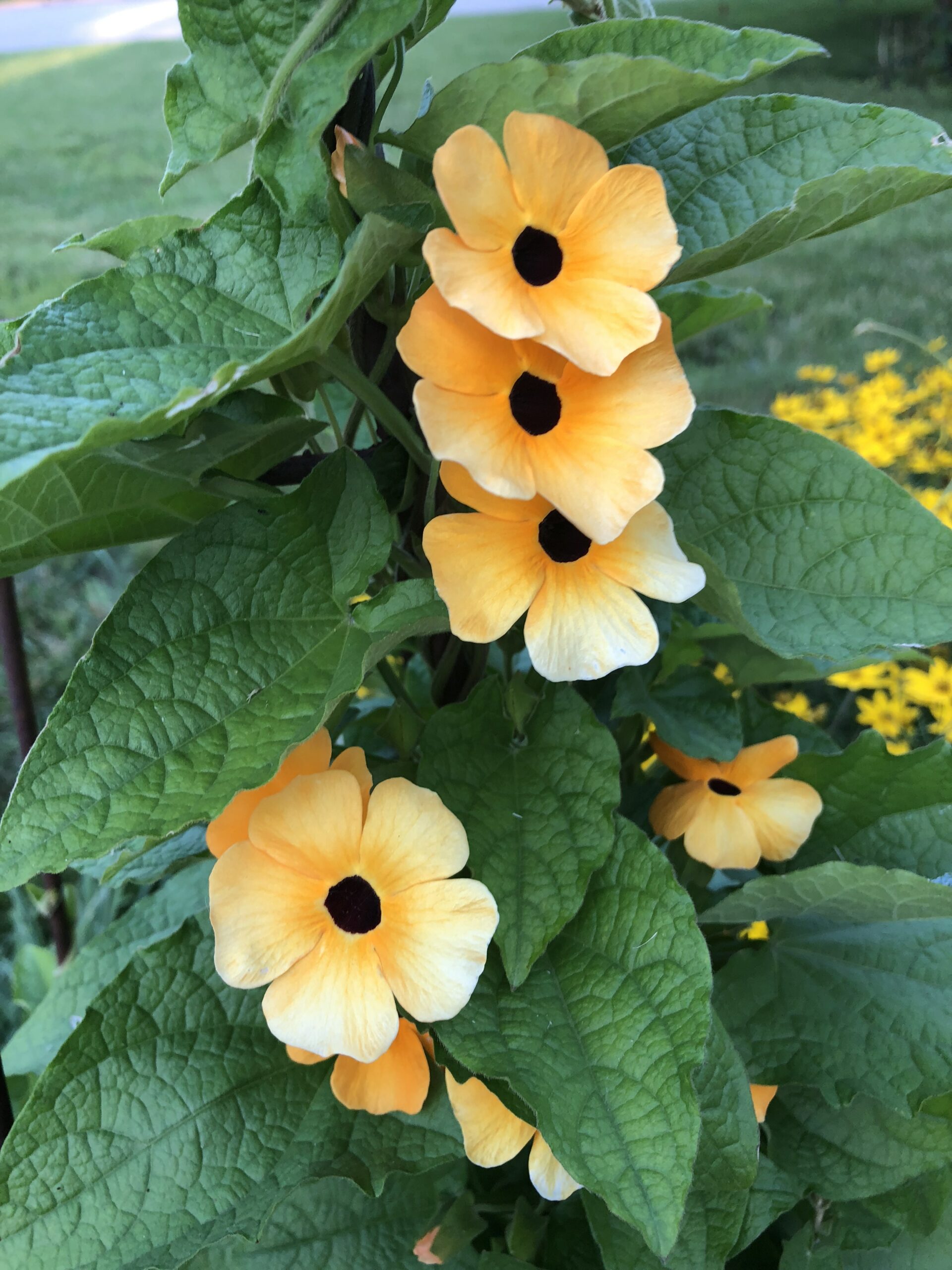 Black-eyed Susan vine