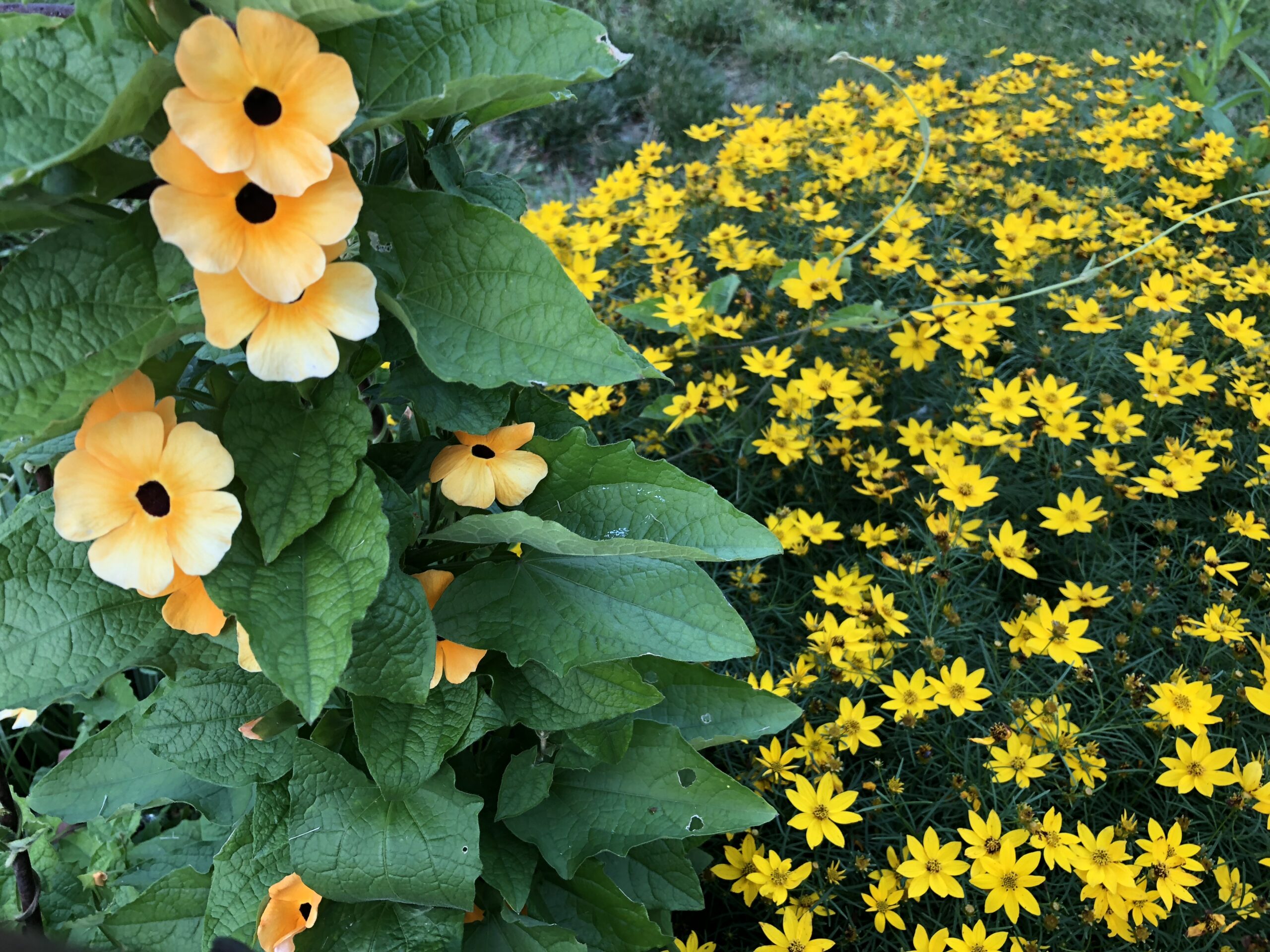 orange flowers with yellow flowers