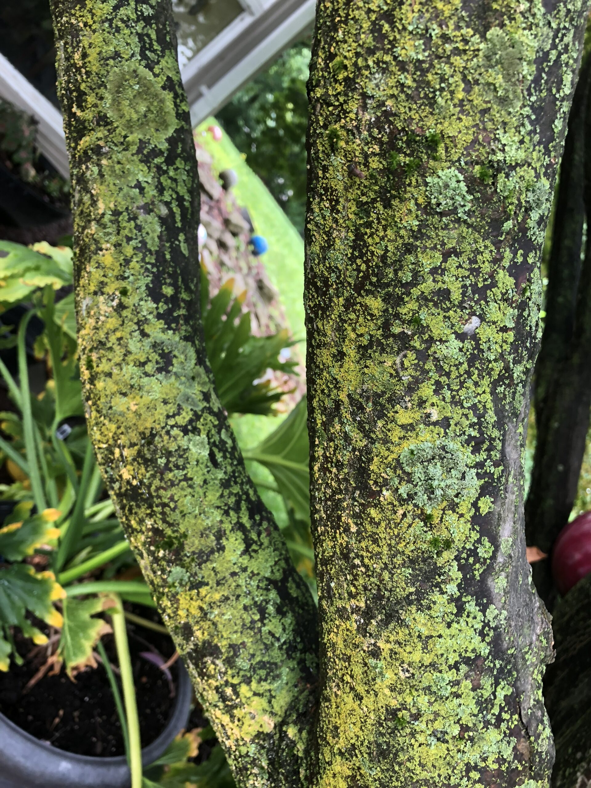 lichen on a small tree trunk