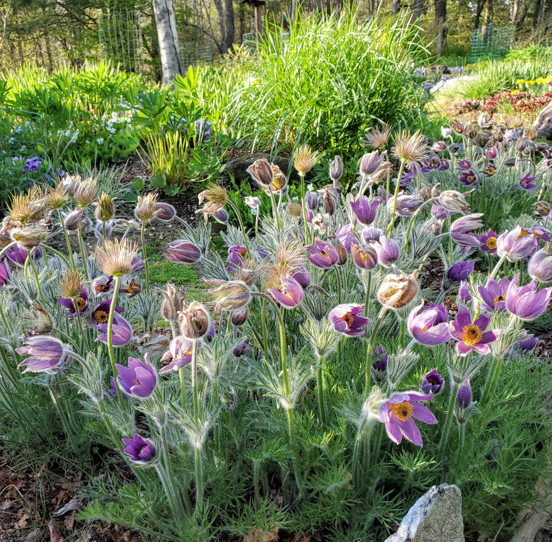 Pasque flower