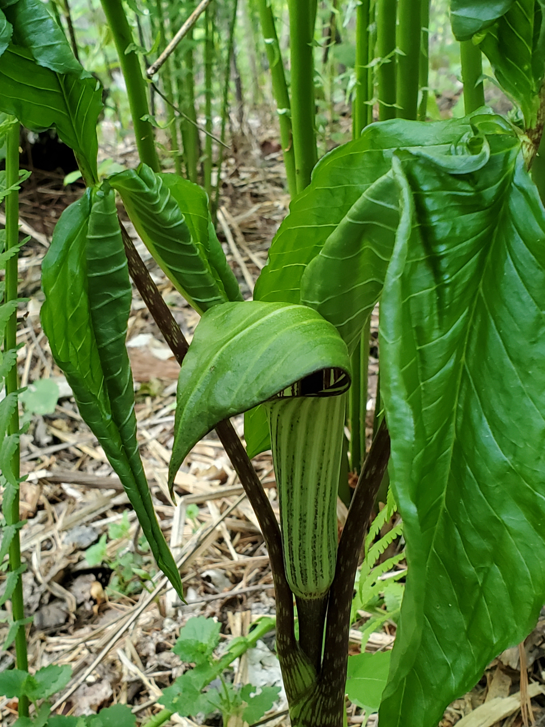 Jack in the pulpit plant