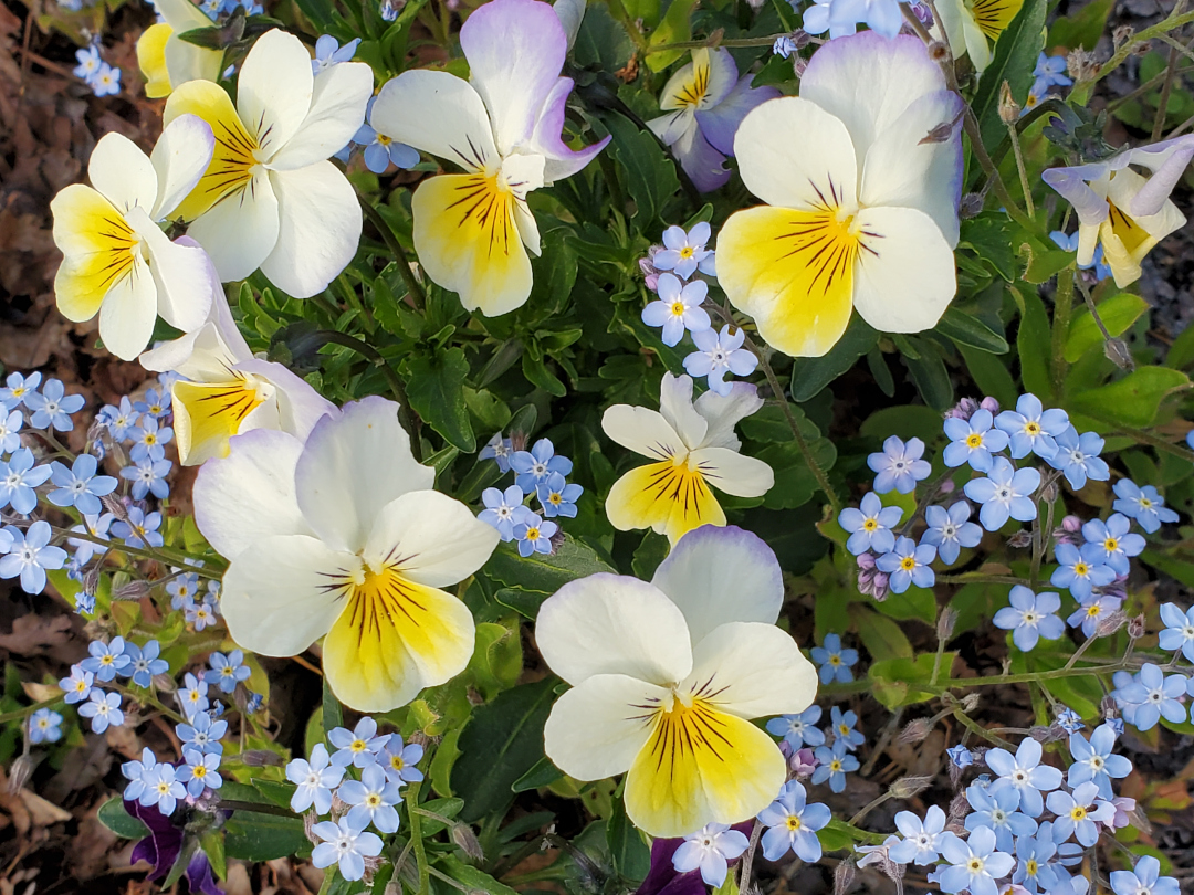 Viola with forget me nots