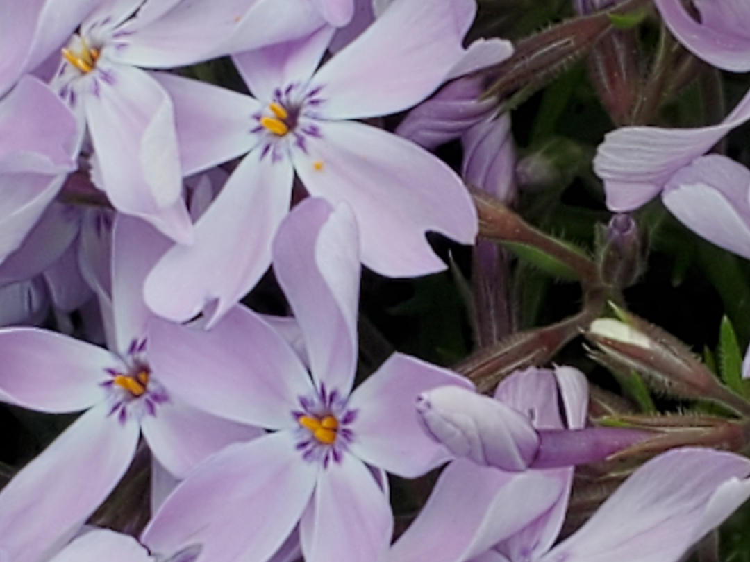 lavender creeping phlox flowers