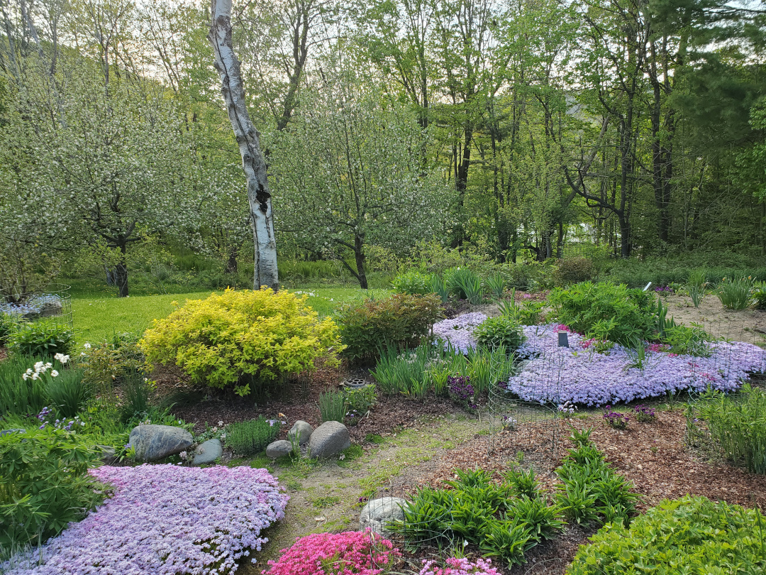 spring garden with big sheets of creeping phlox in bloom