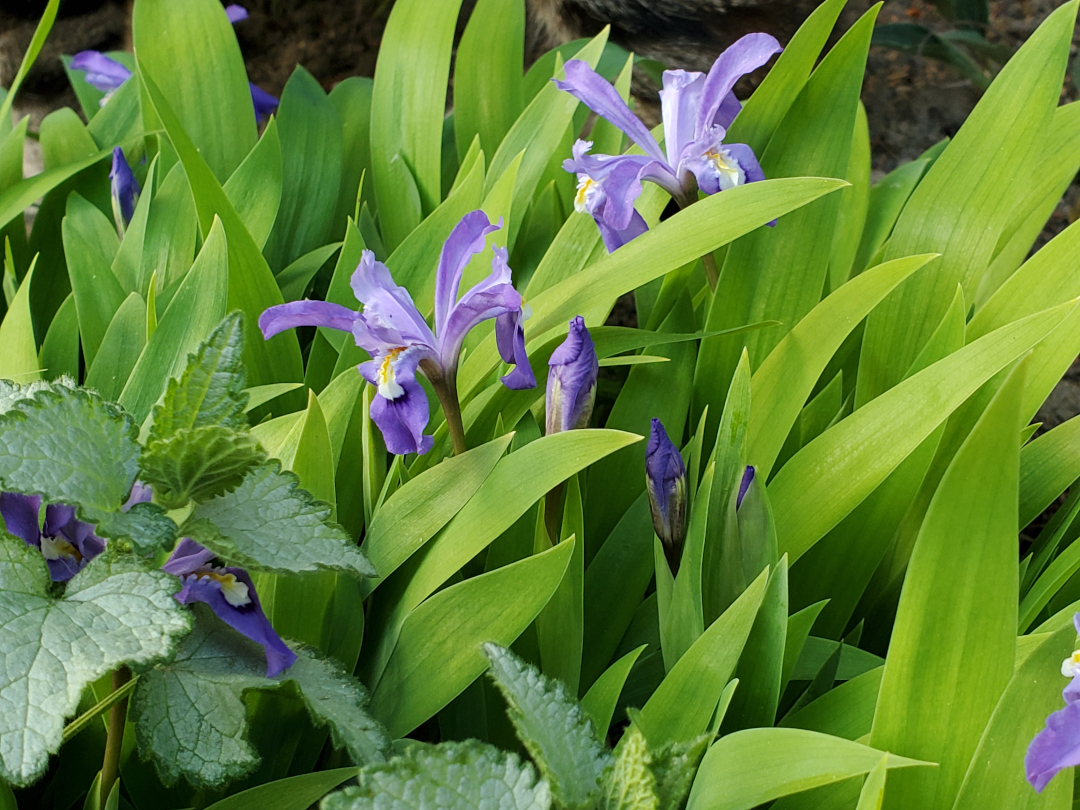 crested iris and lamium