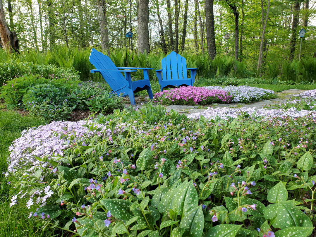 shade garden with lungwort