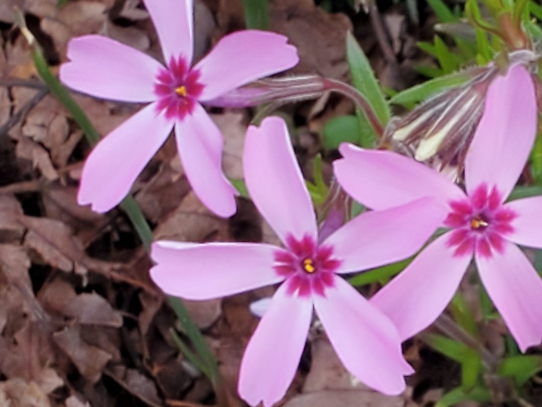 Closeup of the creeping phlox flowers