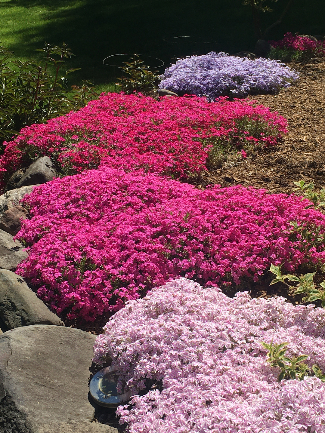 bright and light pink phlox