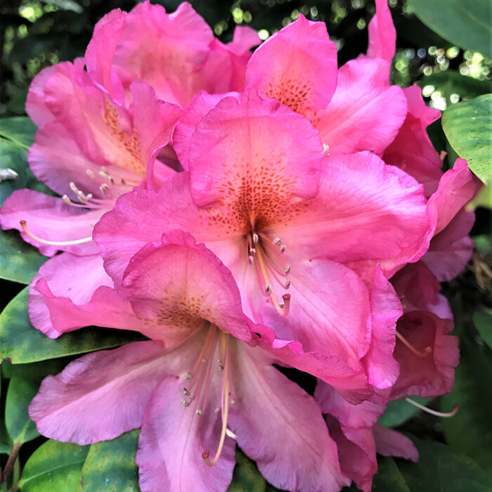 Lems Cameo rhododendron