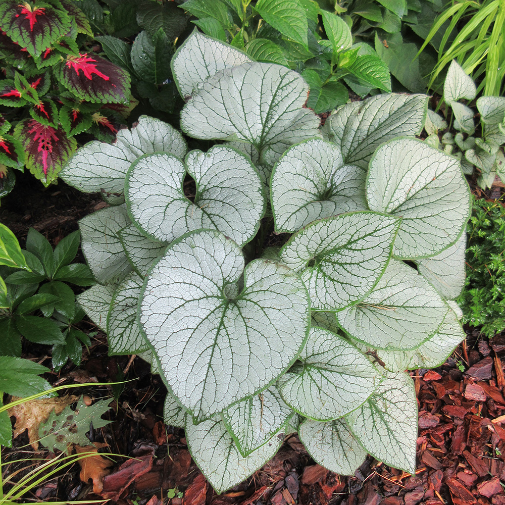 Japanese Colored Silver Leaf. Vibrant jewel colored silver leaf