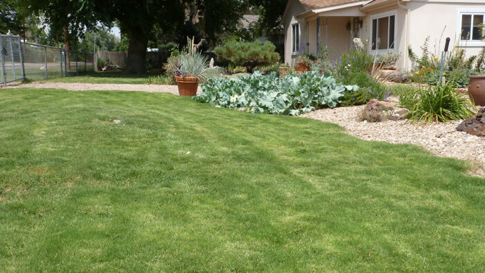 lawn full of Dog Tuff grass