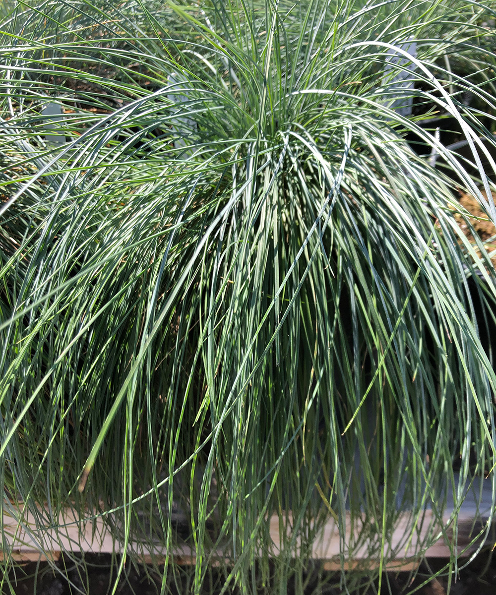 Plants That Survive and Thrive on the OBX – Blue Grama Grass