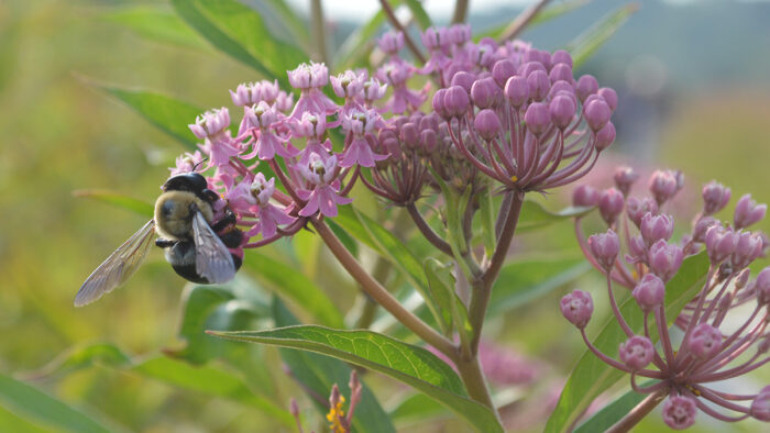 pink flower with bee on it