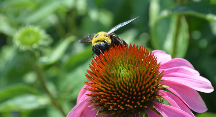 Plants to Support Native Bees in the Southern Plains - Fine Gardening