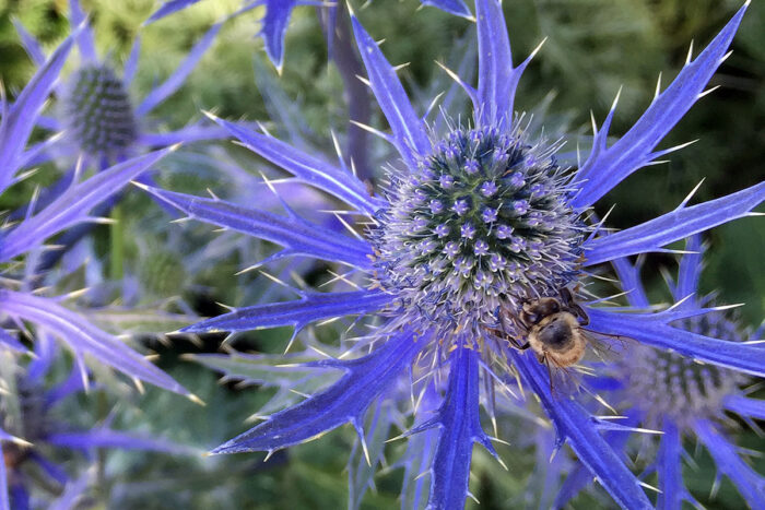 Plants To Support Native Bees In The Southern Plains - Fine Gardening