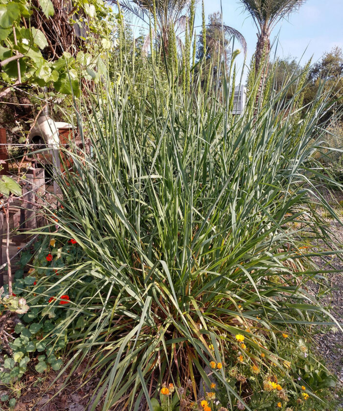 Giant wild rye