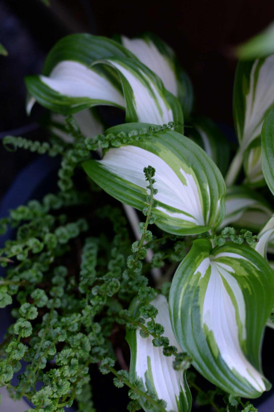 variegated hosta with a fern