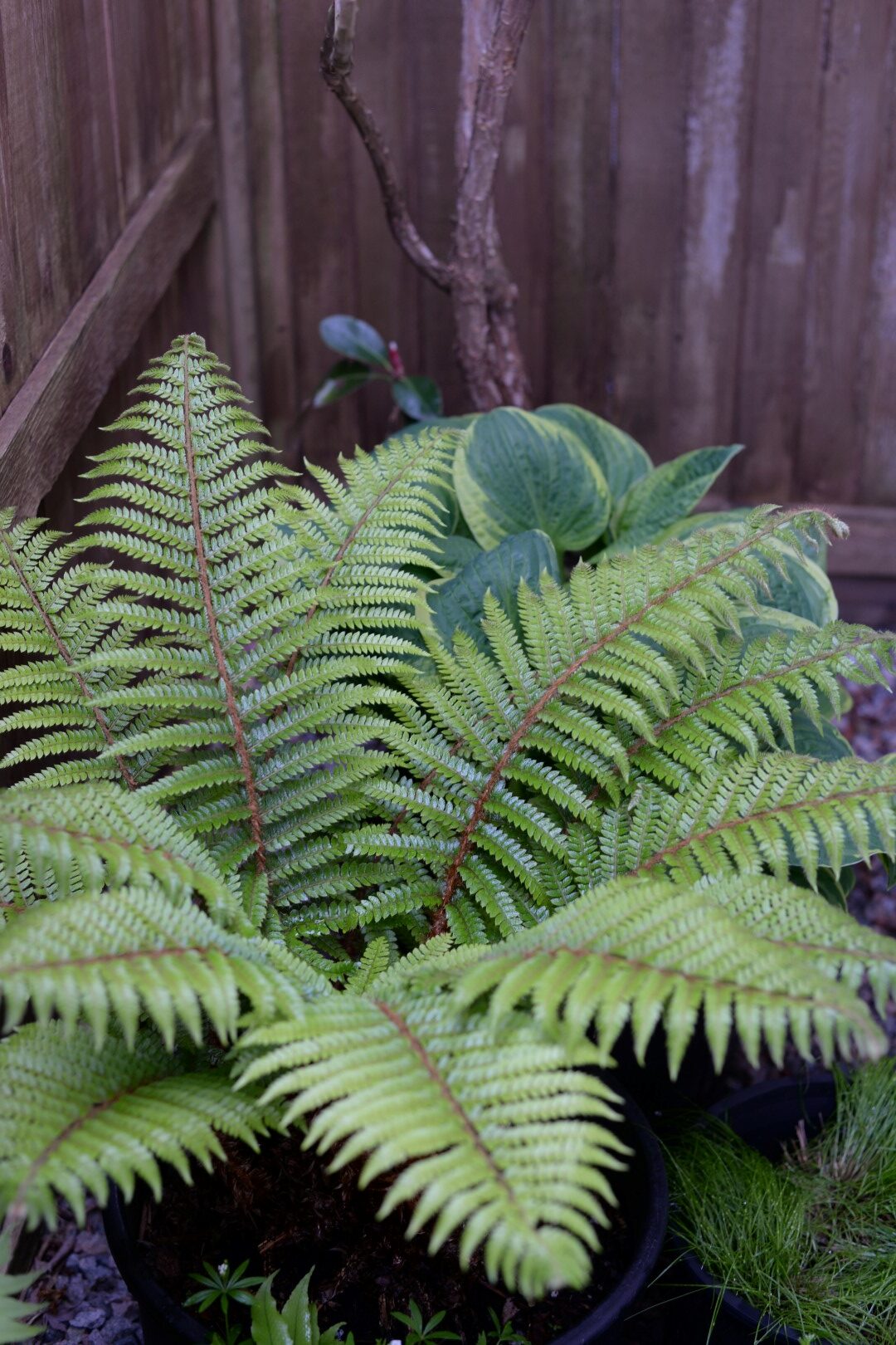 large light green fern