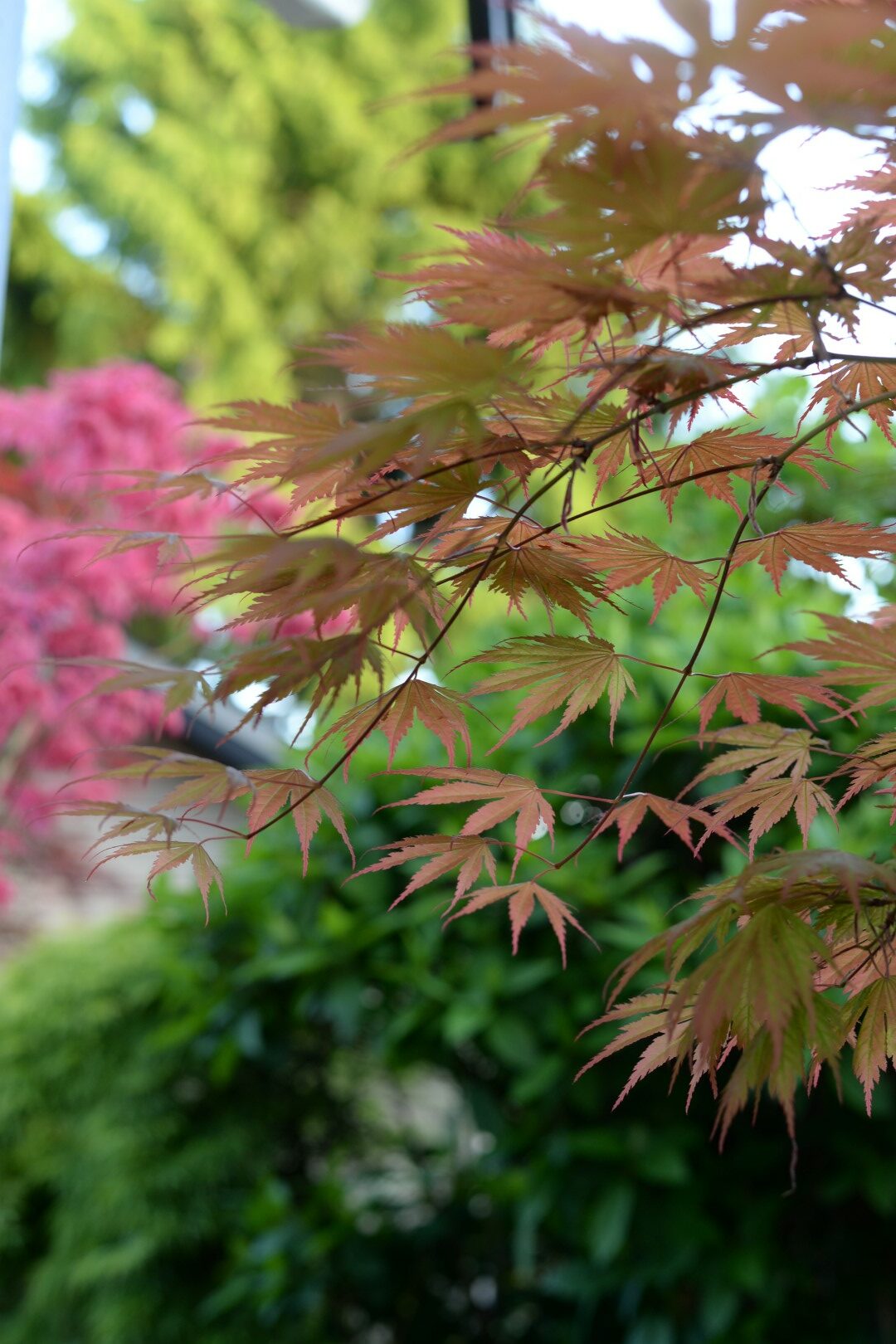 View of a garden through Japanese maple leaves