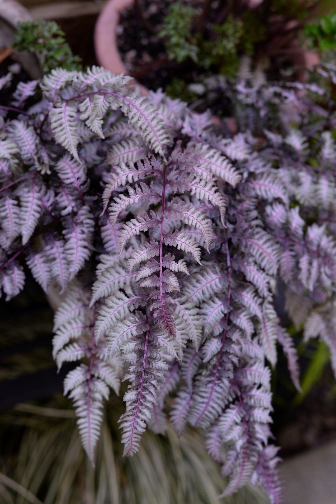 silver and purple fern