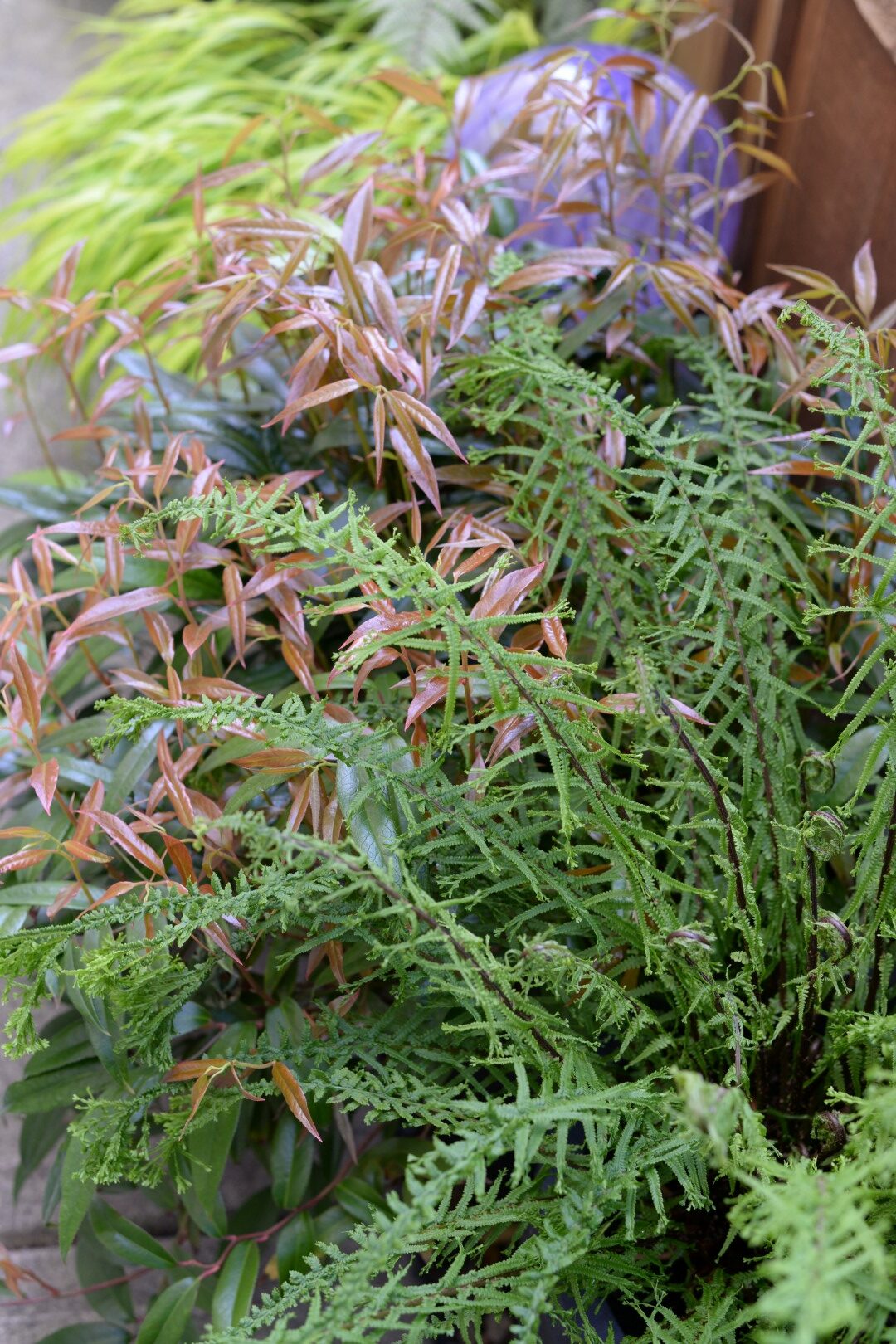 criss-cross fern