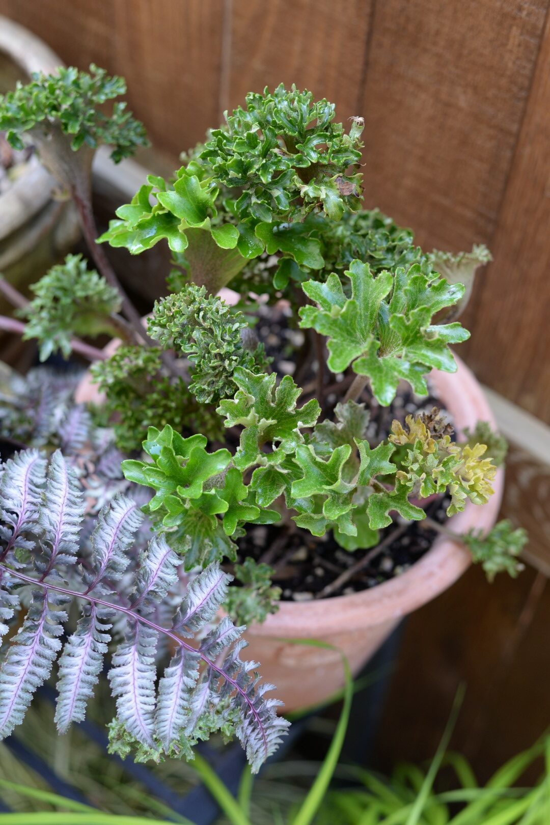 plant with frilled leaves in a small ceramic pot