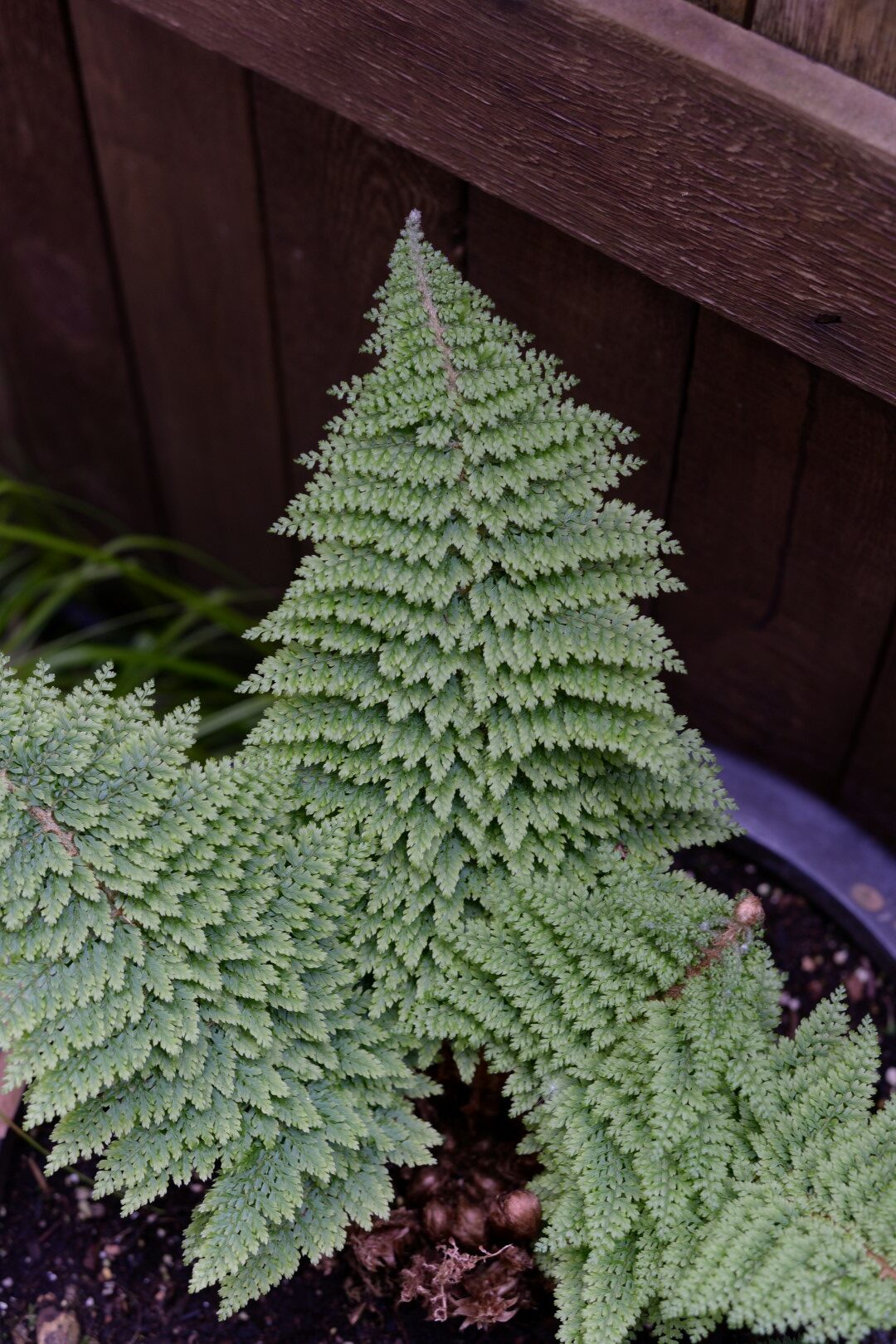 light green fern with small delicate foliage