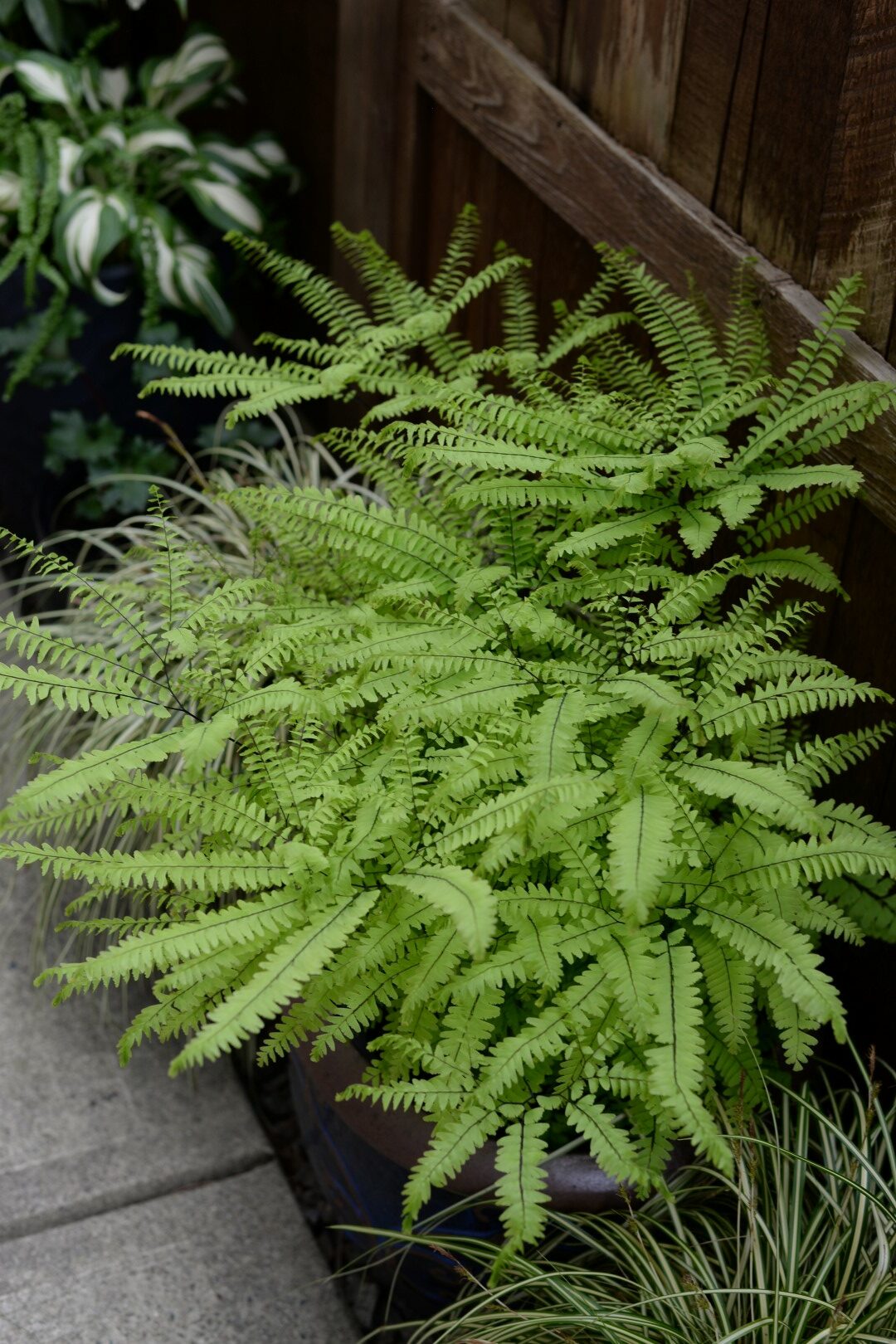 bright green ferns along a fence